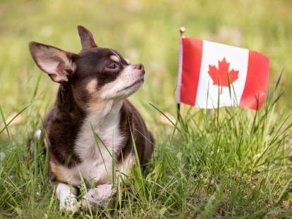 Un Chihuahua assis à côté d'un drapeau canadien
