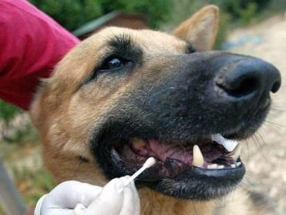 Test ADN d'un chien : connaître les races d'un chien croisé
