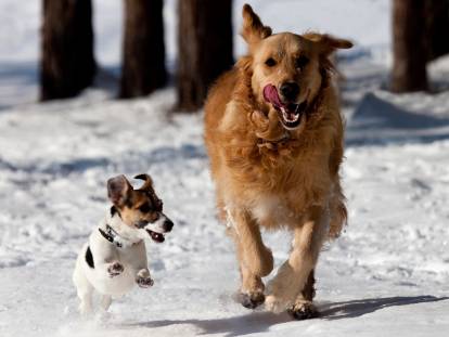 Un Jack Russell et un Golden Retriever courent dans la neige