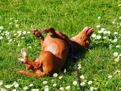 Un chien heureux se roule dans l'herbe