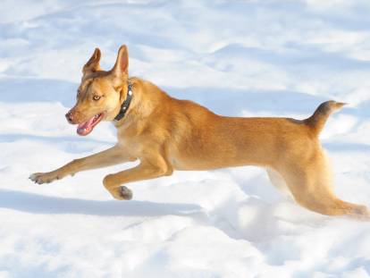 Un chien joyeux court dans la neige