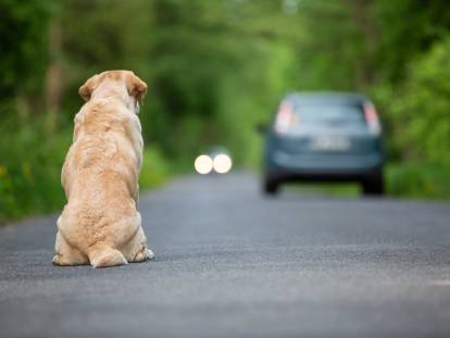 Un Labrador assis sur la route regardant une voiture s'éloigner