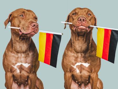Deux chiens avec un drapeau allemand dans la gueule sur un fond gris