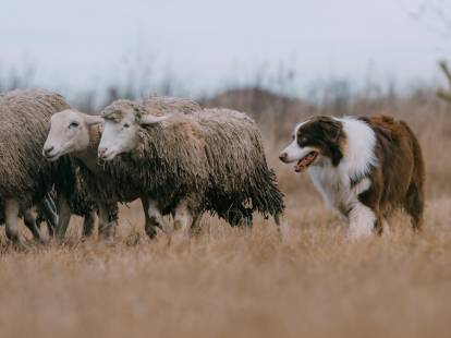 Un chien de berger à côté de moutons