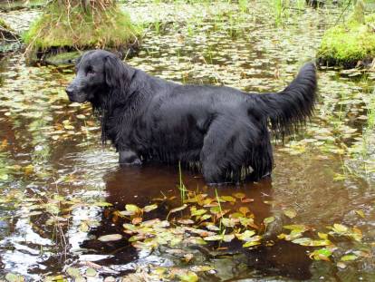 Nomenclature des races - Groupe 8 : Chiens rapporteurs et leveurs de gibier, chiens d'eau