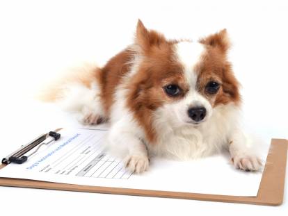 Règles concernant les documents généalogiques des chiens