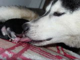 Mise bas d'une chienne Husky donnant naissance à 7 chiots