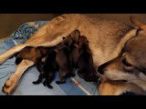 Une femelle Chien Loup Tchécoslovaque donne naissance à 5 chiots