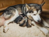 Une Malamute donne naissance à 6 chiots