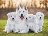 Insémination artificielle : la reproduction médicalement assistée chez le chien