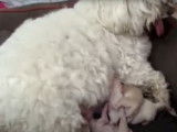 L'accouchement d'un Bichon Maltais