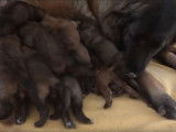 Une chienne de Montagne Portuguais allaite ses chiots