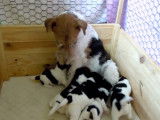 C'est l'heure de la tétée pour ces chiots Fox Terrier