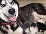 Une maman Alaskan Husky donne naissance à huit petits