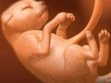 Images du développement in utero du futur chiot
