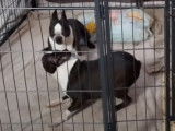 Parade amoureuse et saillie d'un couple de Boston Terrier