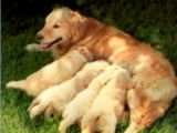 Faut-il vraiment faire faire au moins une portée à sa chienne ?