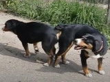 Le nouage pendant l'accouplement canin