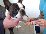 Procréation assistée et insémination artificielle chez le Boston Terrier