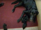 Cette chienne Bullmasador donne naissance à cinq chiots