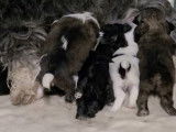Une chienne Cock-A-Tzu donne naissance à de nombreux chiots