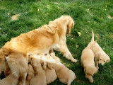 Une chienne Goldador s'occupe de ses chiots