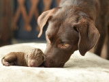 Une chienne Labrador Retriever et son chiot nouveau-né