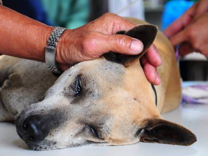 Un chien se fait stériliser chez un vétérinaire