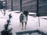 Un Shikoku Inu dans son jardin enneigé
