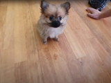 Un chiot Pomchi joue avec ses nombreux jouets