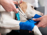 Un chien recevant les premiers soins