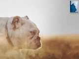 Mon chien fait un coup de chaleur : que dois-je faire ?