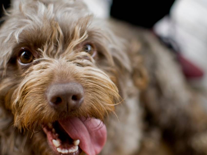 Le chien a une respiration fluide