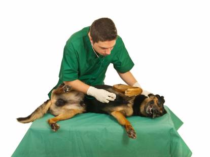 Comment Savoir Si Son Chien Est Malade Et Que Faire