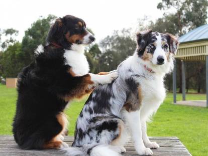 Les massages pour chiens : le massage canin