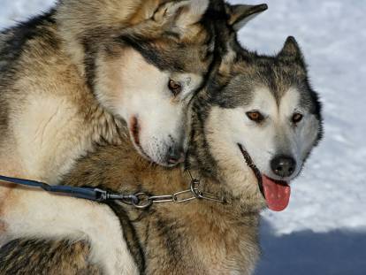 Deux Husky Sibérien en chaleur l'un sur l'autre