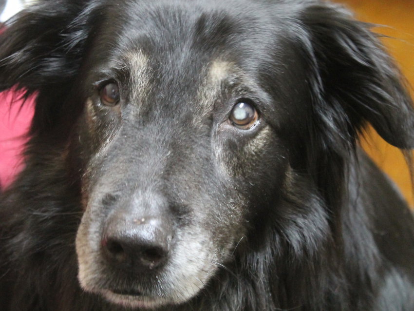 La Cataracte Du Chien Les Maladies De L Oeil Chez Le Chien