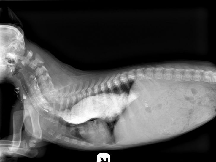Le mégaoesophage chez le chien