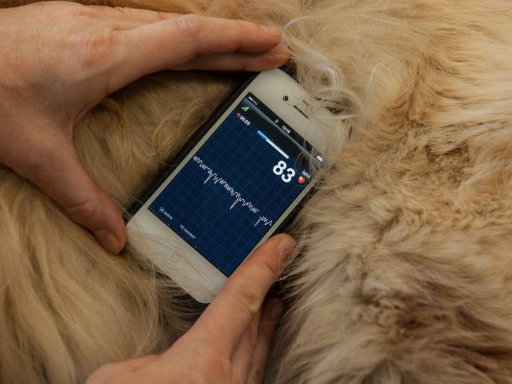 Un vétérinaire mesure la pression artérielle d'un chien