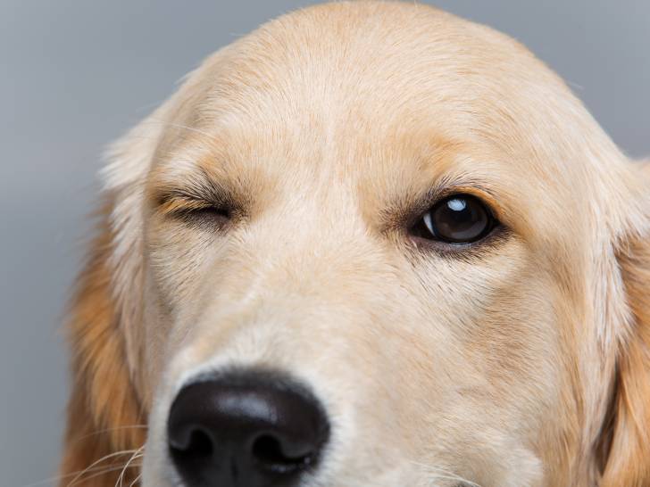 La microphtalmie du chien - Les maladies de l'oeil chez le chien