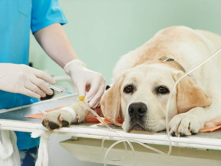 La pancréatite chez le chien - Les maladies de l'appareil digestif du chien
