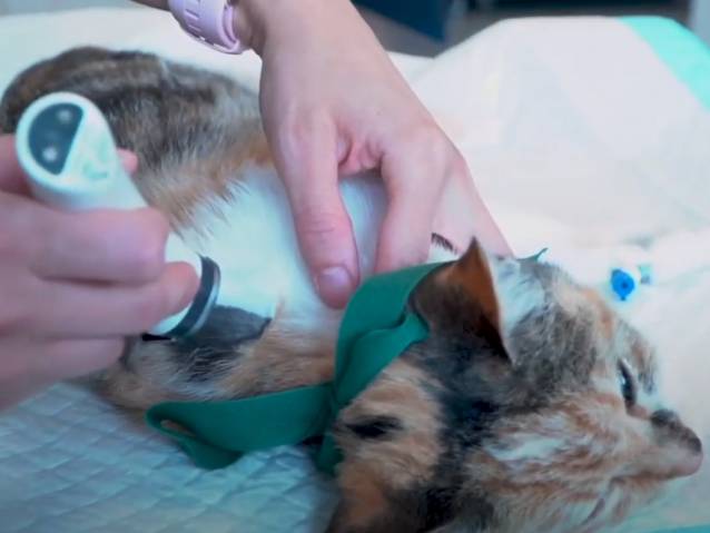 Un Particulier Peut Il Detecter Un Cancer Chez Son Chien Video