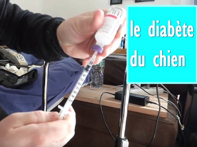 Comment Faire Une Piqure D Insuline A Son Chien Video