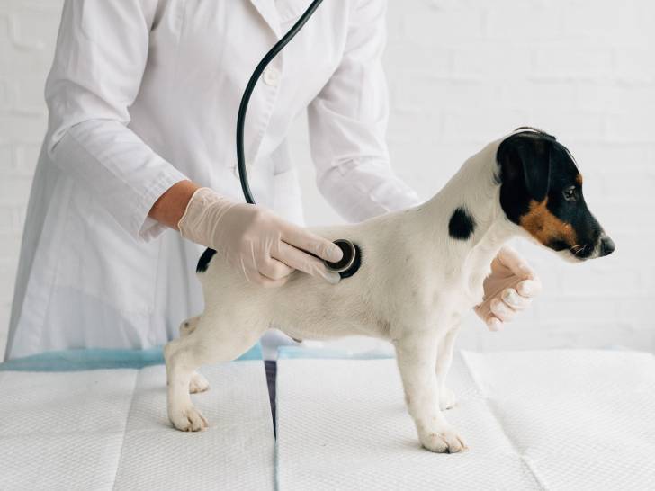 Le souffle au coeur chez le chien : causes, symptômes, traitement