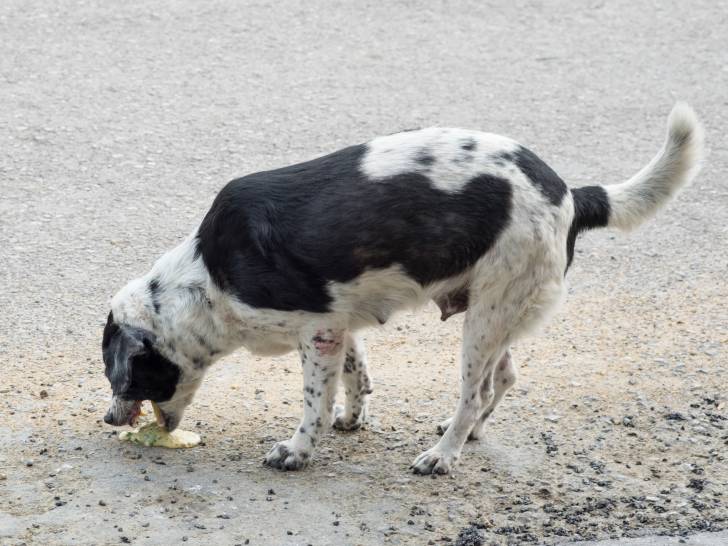 Mon chien vomit causes, risques et solutions