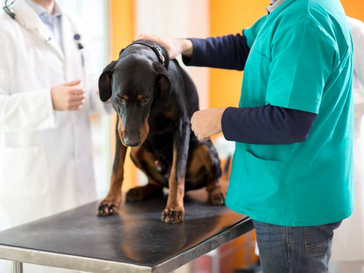 Le Cancer Chez Le Chien Symptomes Et Diagnostic