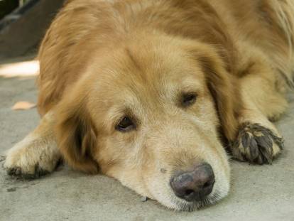 Douleurs articulaires : l’arthrite du chien