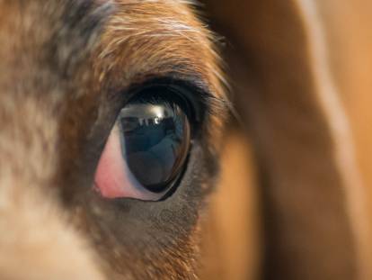 Les maladies de l'oeil chez le chien