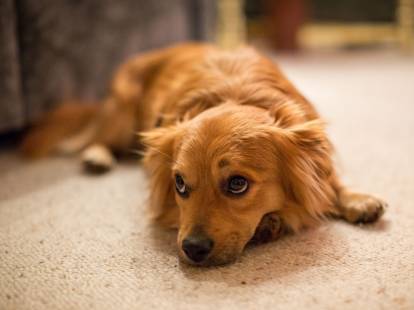 Pourquoi Mon Chien Tremble Ton Chien