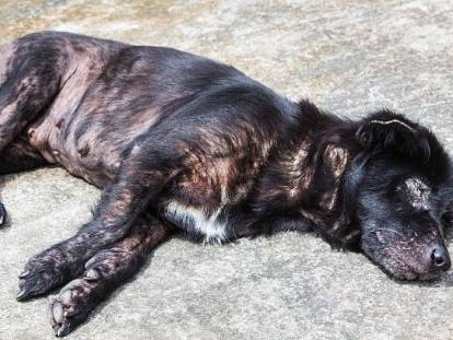 Un chien allongé atteint de gale sarcoptique.